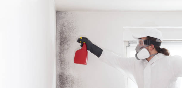 Best Local Mold Removal Service  in Combined Locks, WI