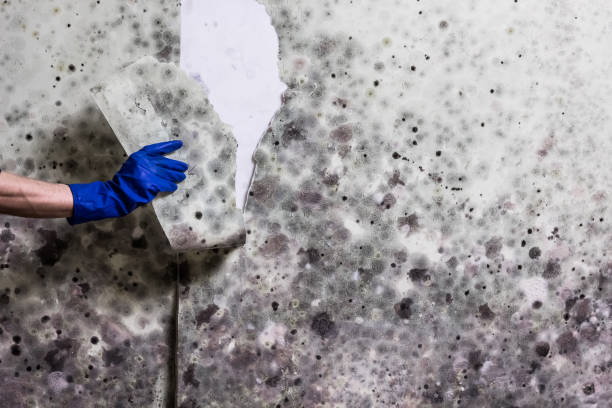 Best Mold Damage Repair  in Combined Locks, WI
